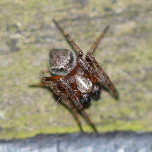 Araneus (sturmi-triguttatus)